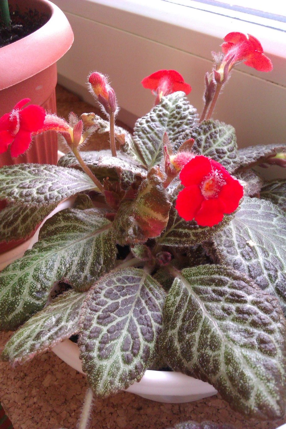 Смитианта cinnabarina