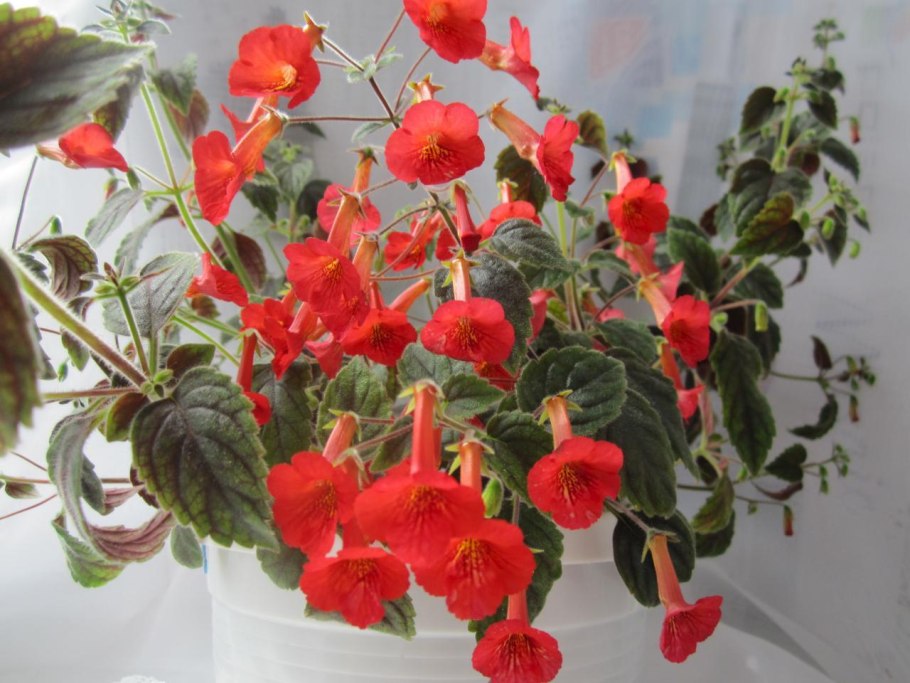 Колерия пушистоцветковая