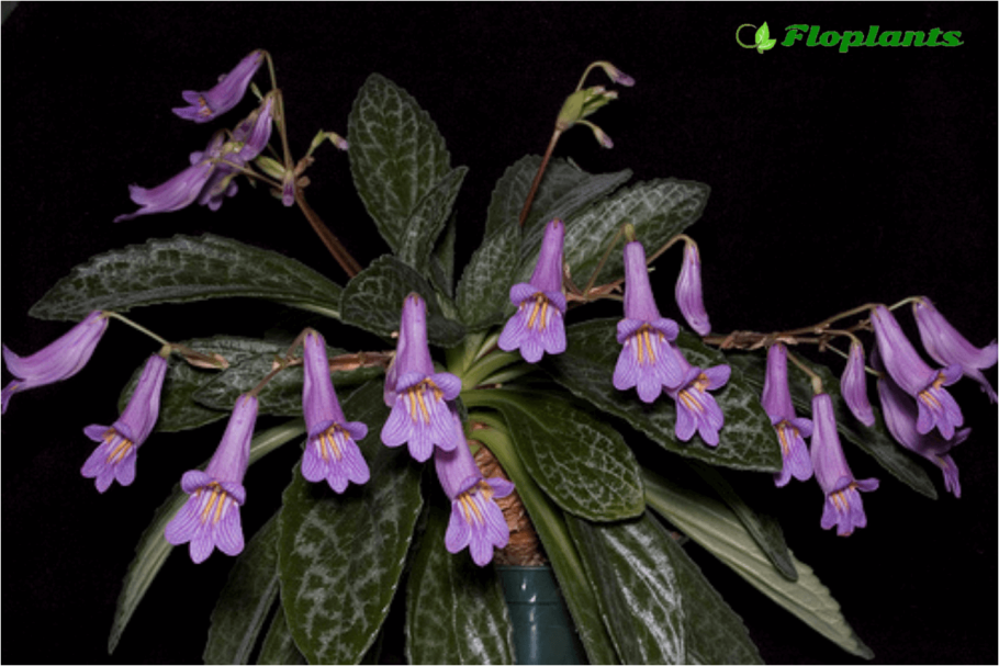 Геснериевые колерия