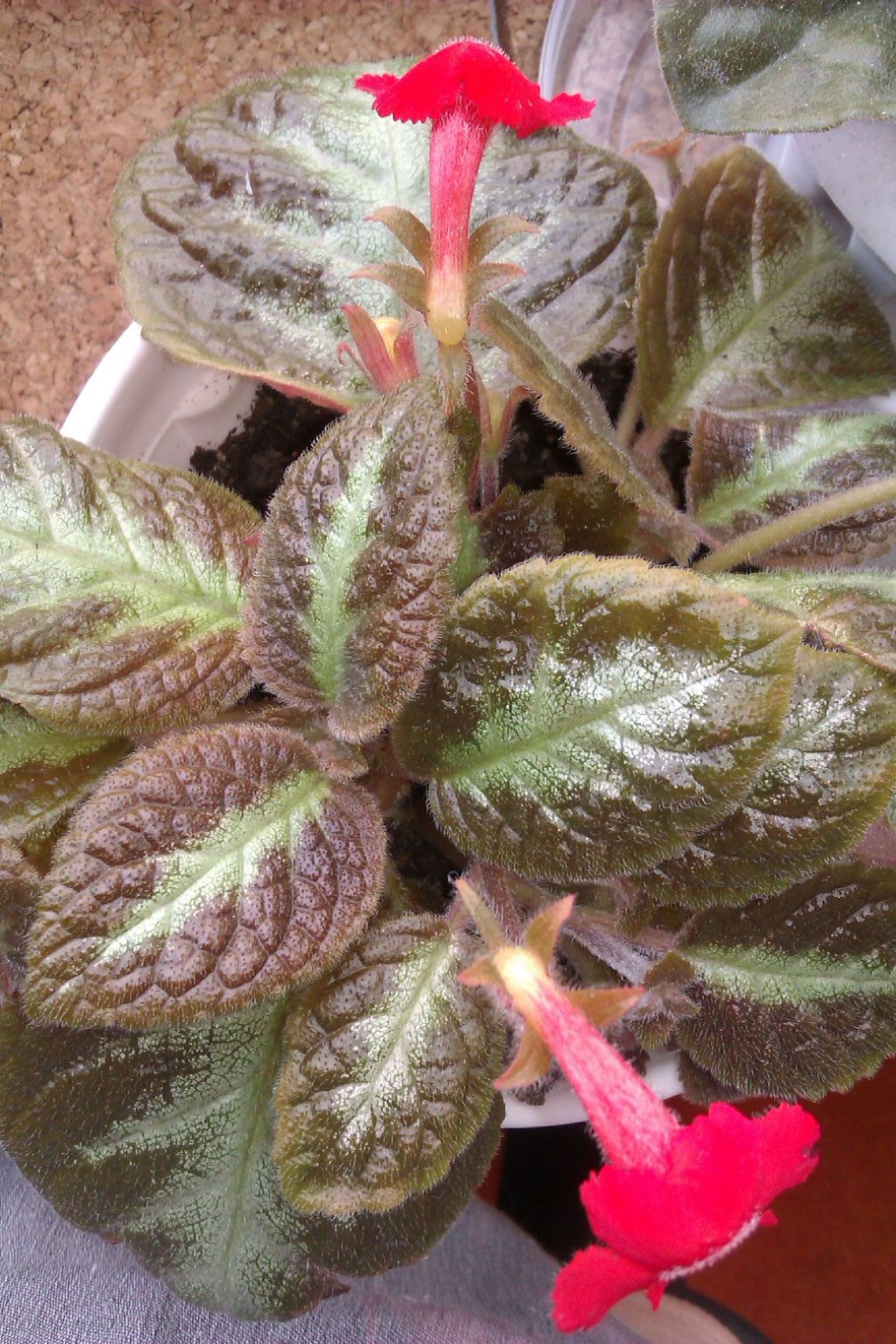 Стардаст хирита