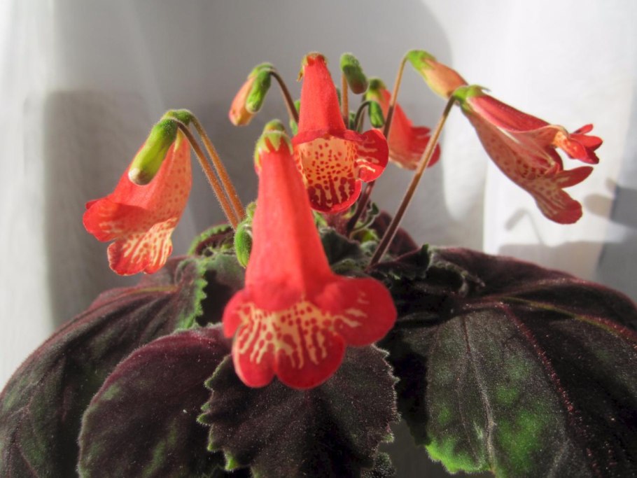 Геснериевые глоксинии