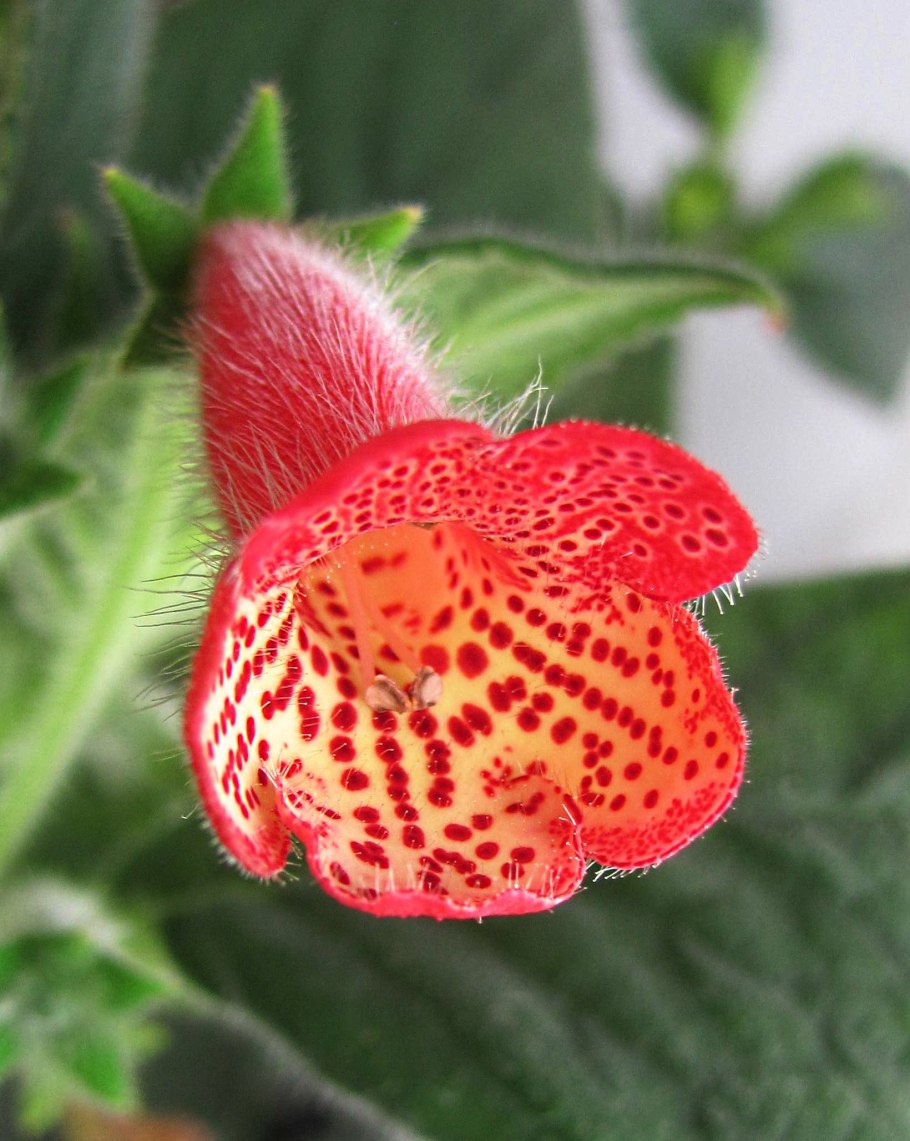 Хризотемис пульхелла