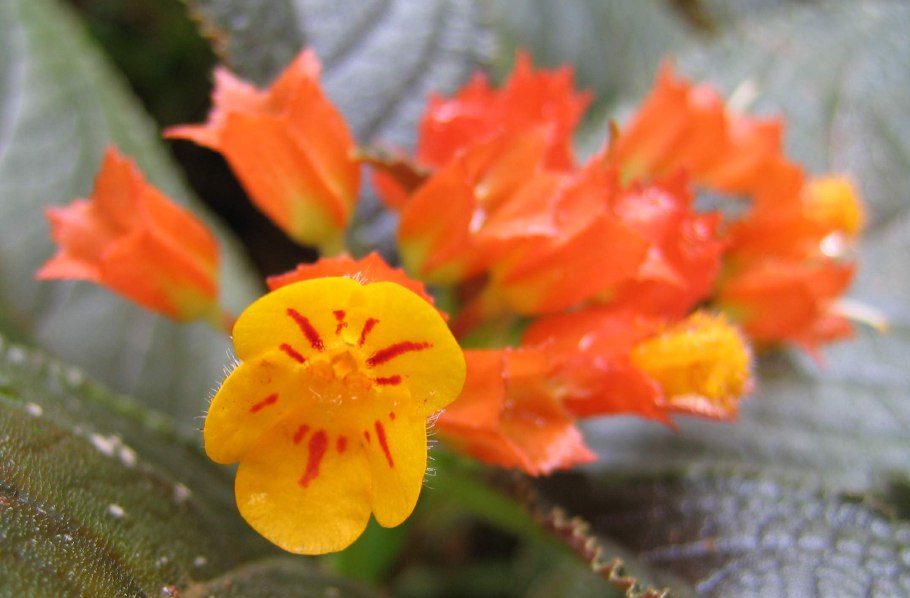 Chrysothemis pulchella