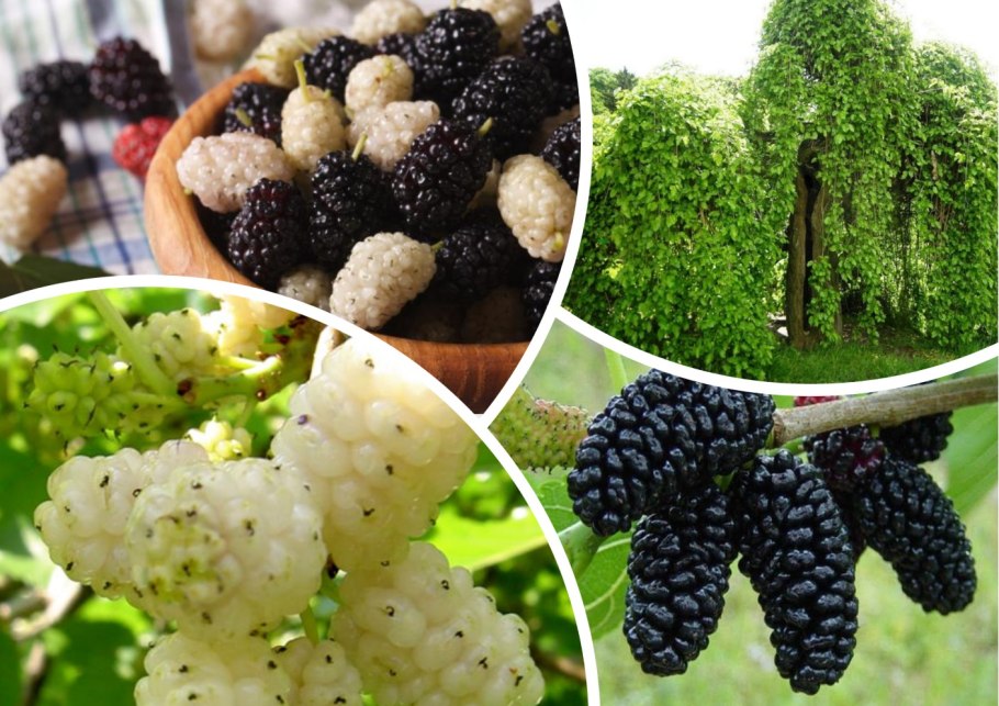 Ягода шелковица