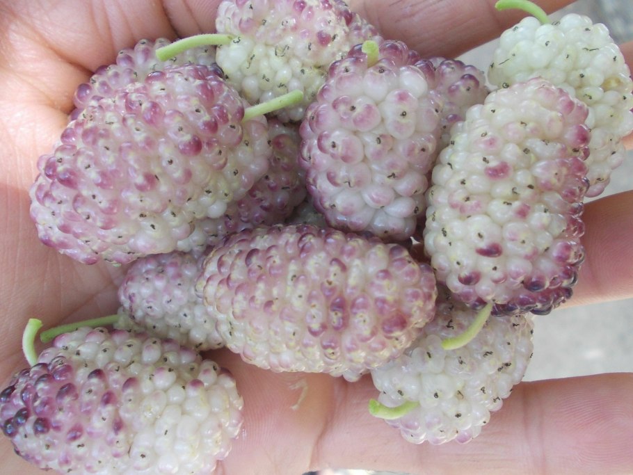 Тутовник шелковица белая