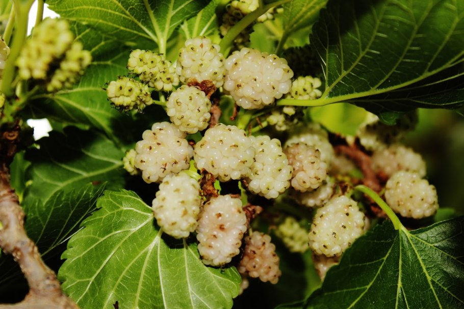 Шелковица Морус Альба