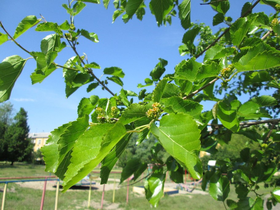 Шелковица дерево