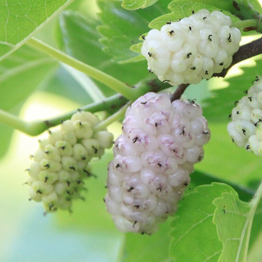 Шелковица белая morus alba