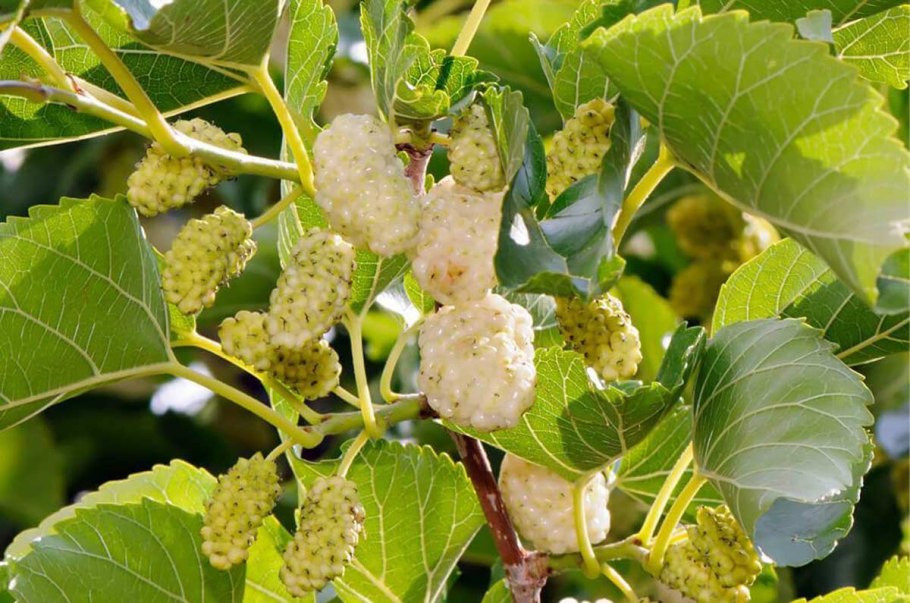 Шелковица белая медовая