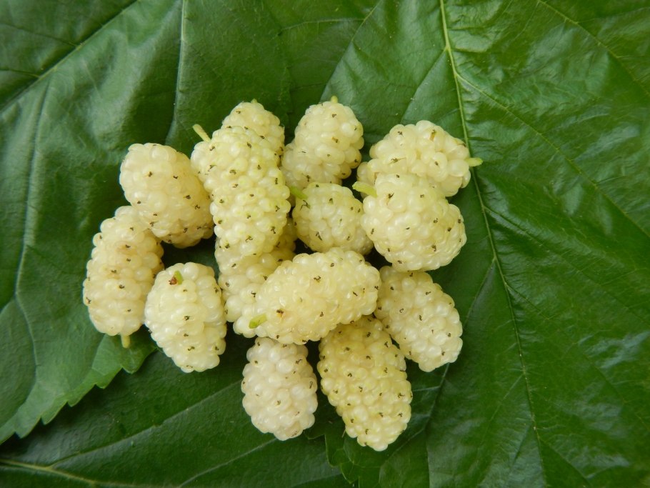 Шелковица белая крупноплодная  медовая