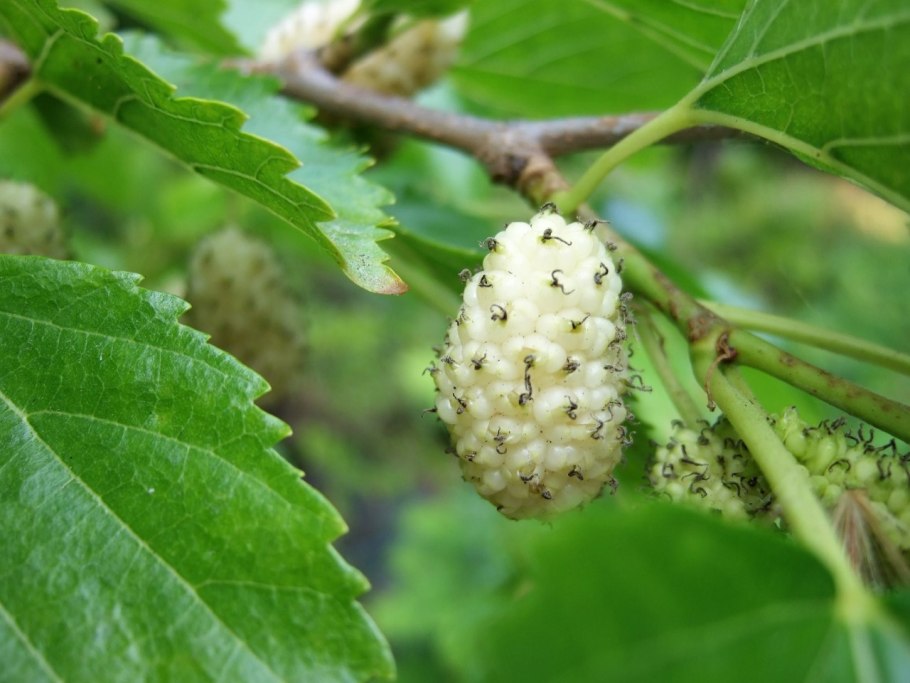 Шелковица тутовое дерево