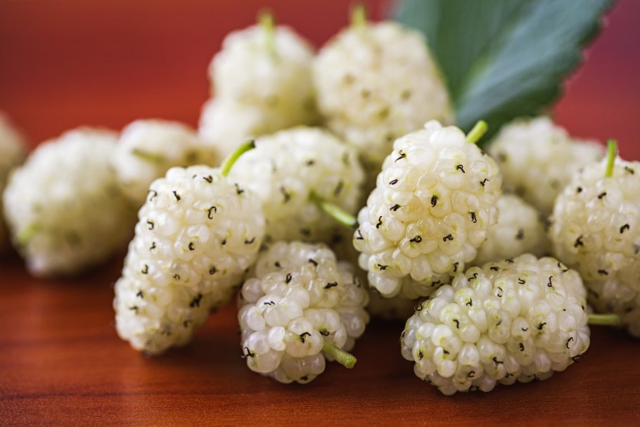 Шелковица «белая медовая» крона