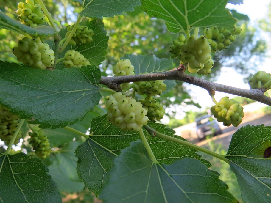 Шелковица Морус Альба