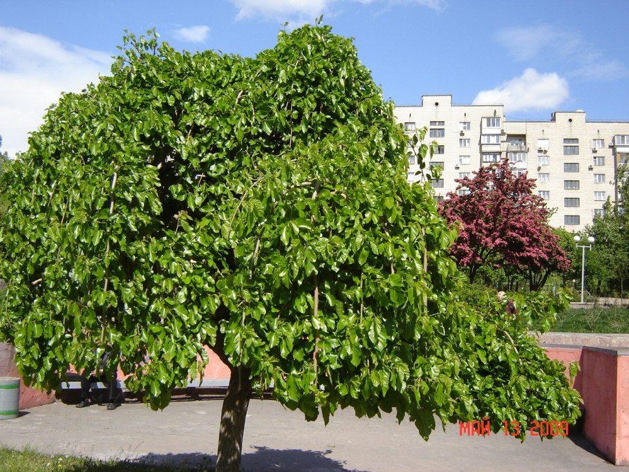 Шелковица белая описание