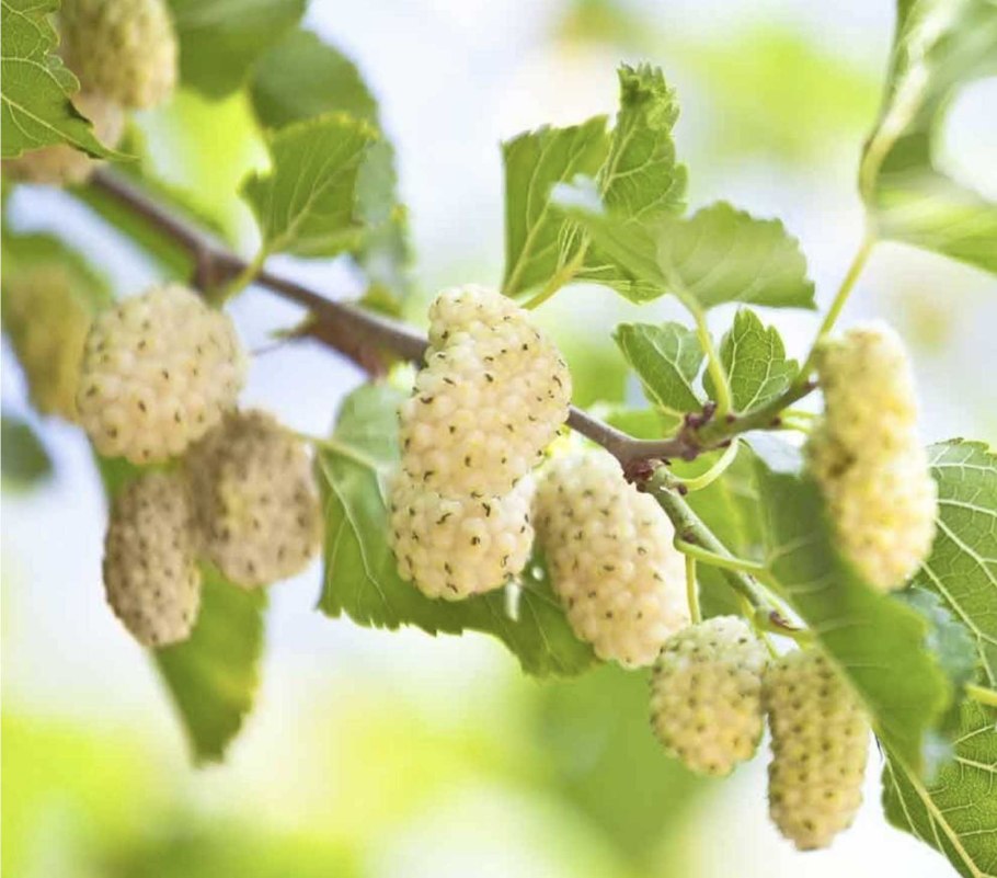 Шелковица Морус Альба