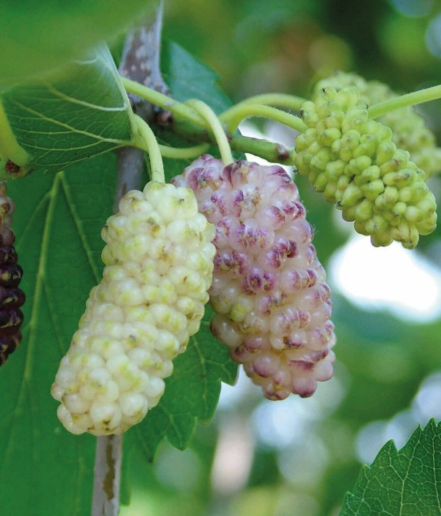 Шелковица Медуничка