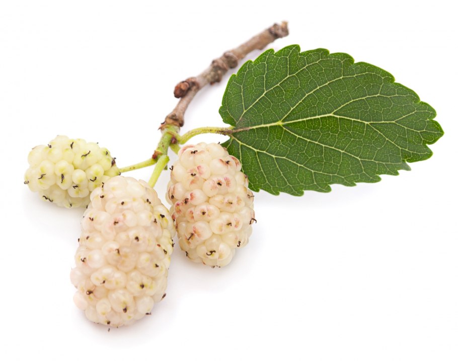 Шелковица белая morus alba