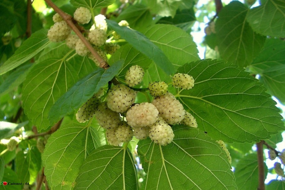 Шелковица белая Morus Alba