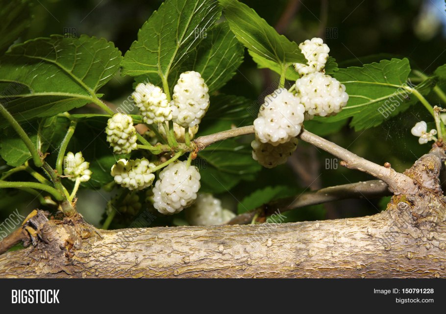 Шелковица тутовое дерево