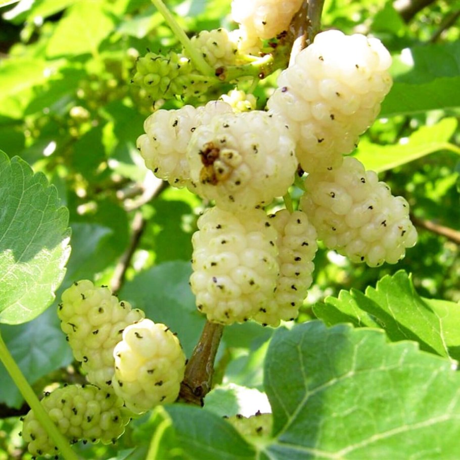 Шелковица морус альба