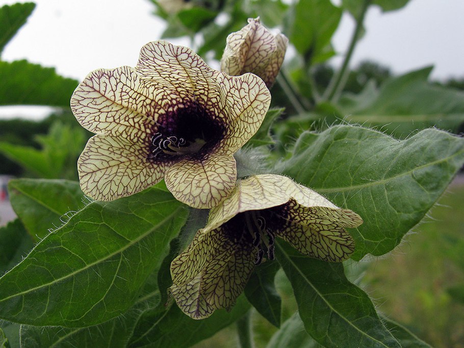 Белена (Hyoscyamus)