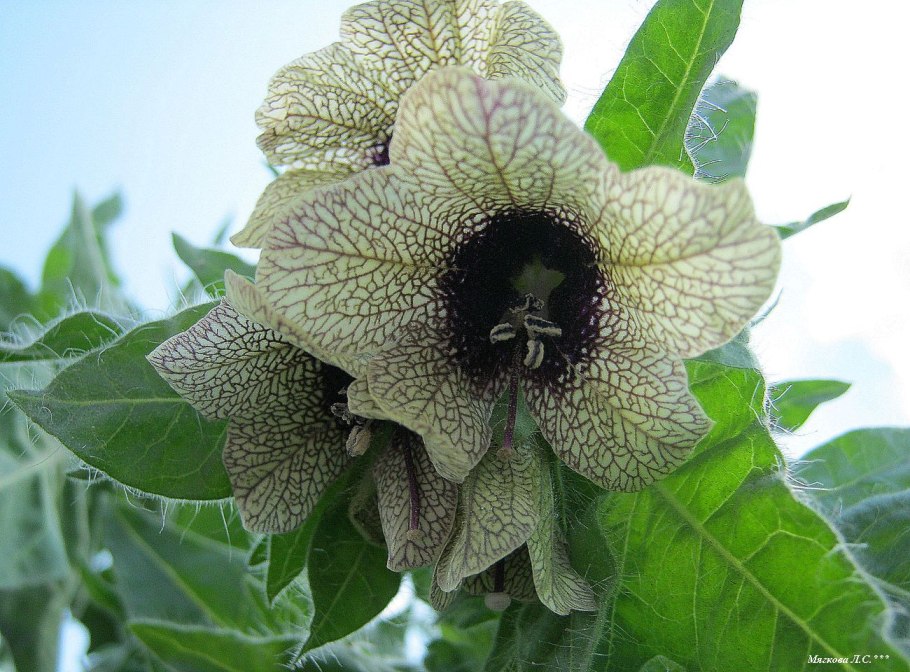 Hyoscyamus. Гиосциамус (белена).