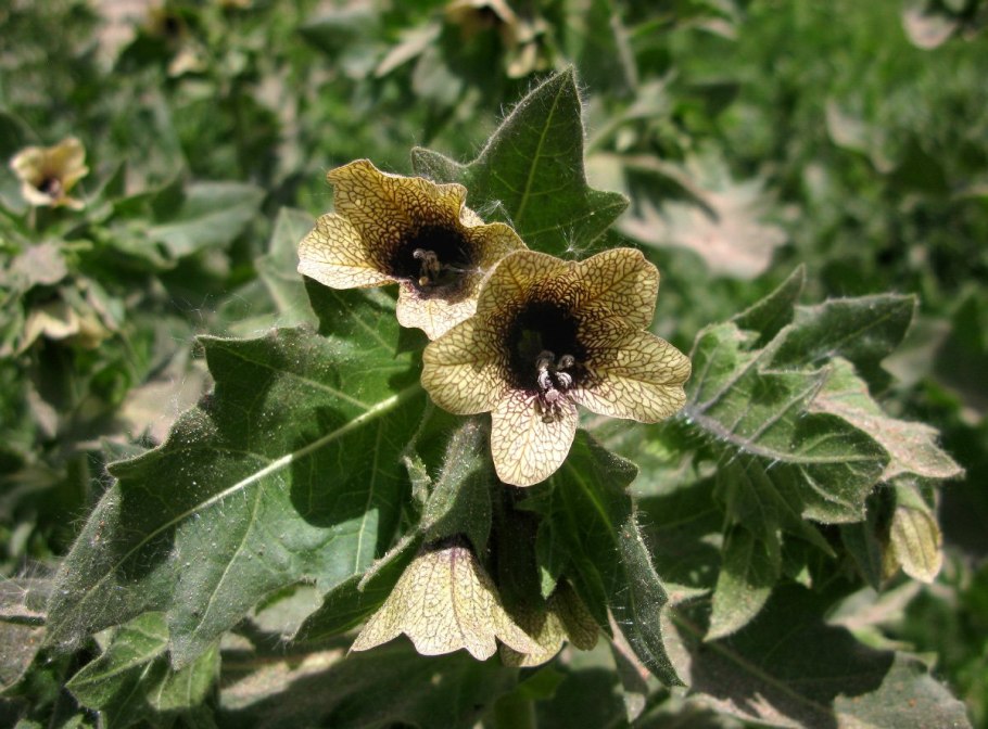 Белена (Hyoscyamus)