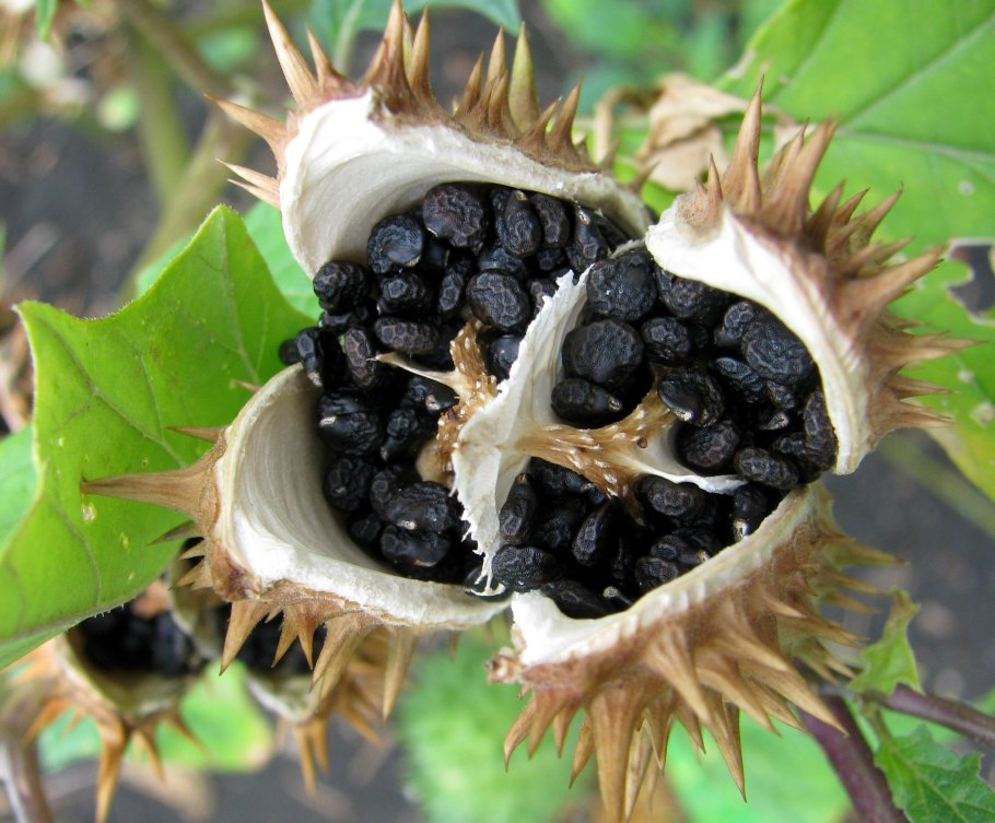 Белена дурман трава