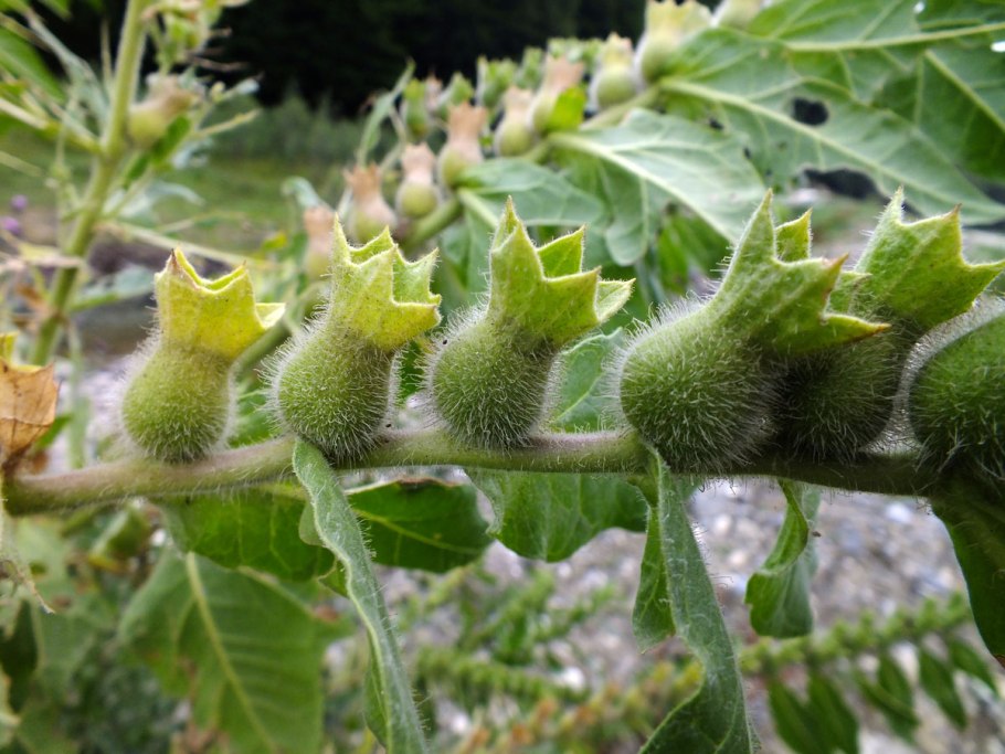 Белена черная биология