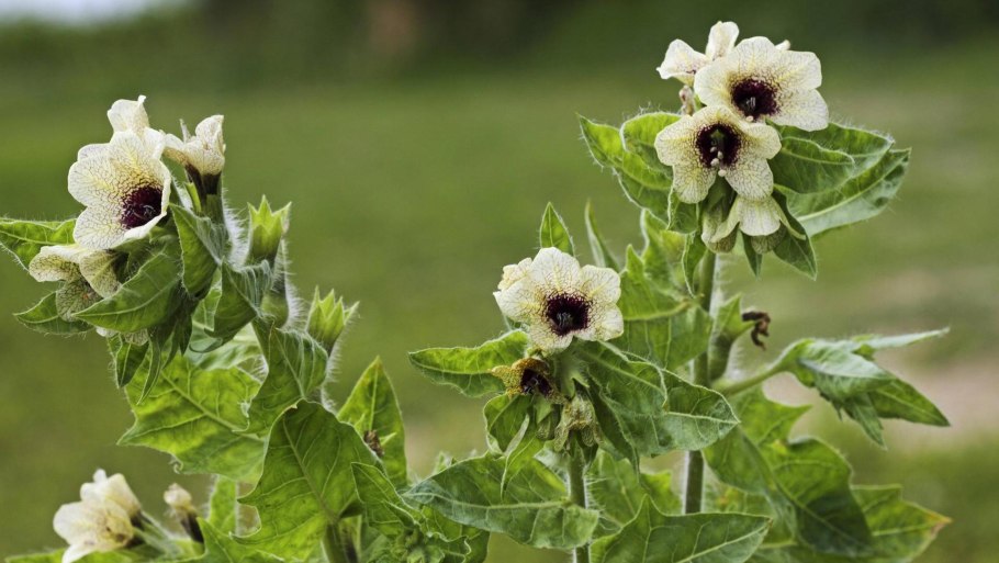 Белена чёрная