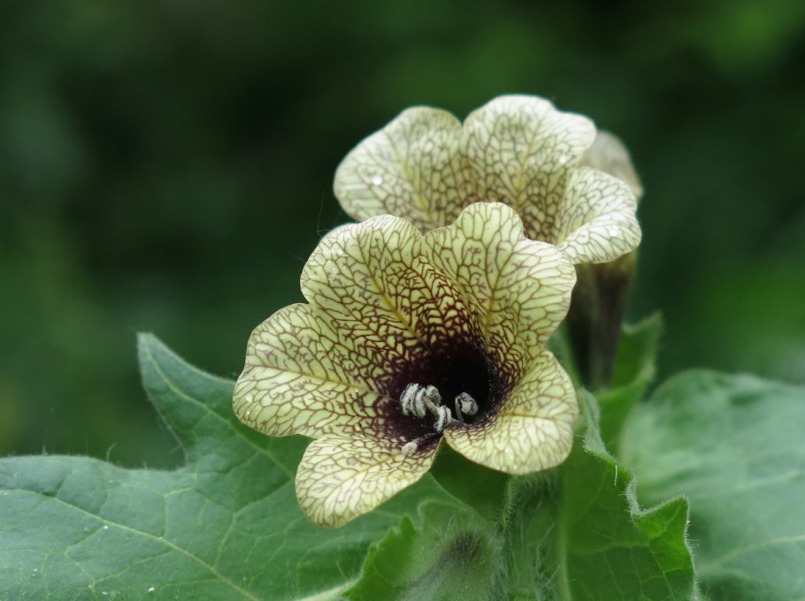 Белена черная (Hyoscýamus Níger)