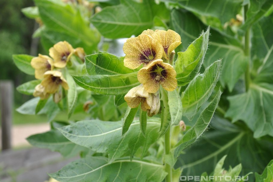 Белена черная