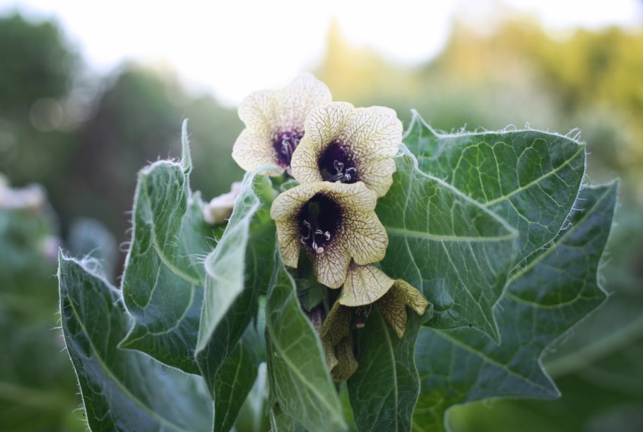 Белена черная (Hyoscyamus Niger)