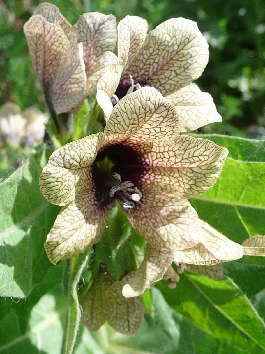 Белена (Hyoscyamus)