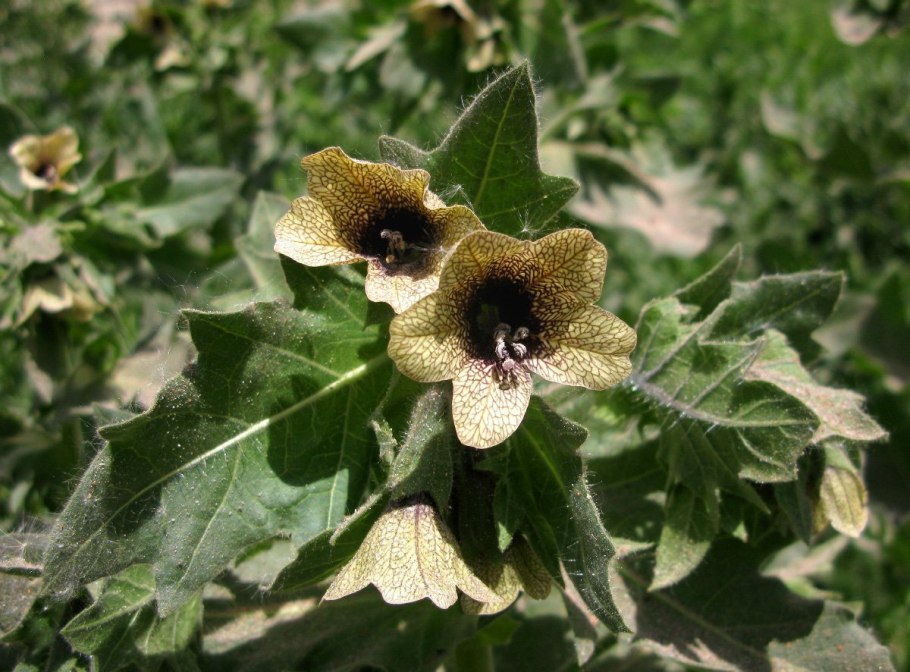 Белена чёрная