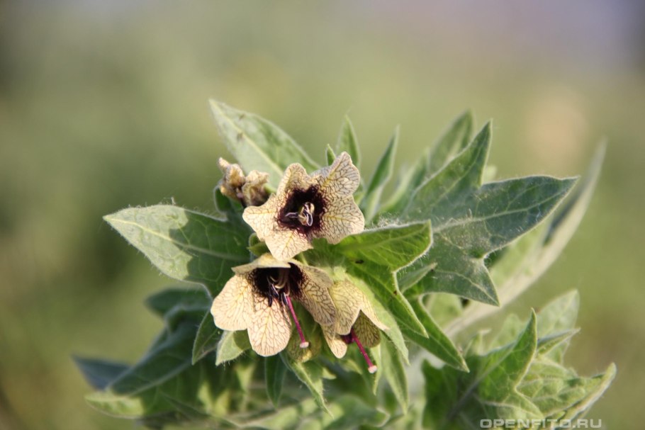 Белина трава