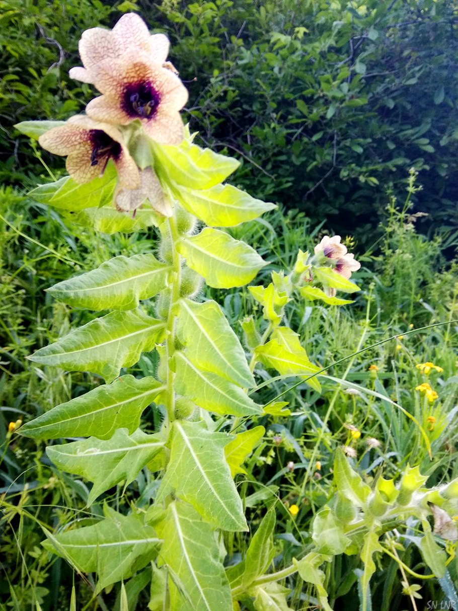 Белена ядовитое растение