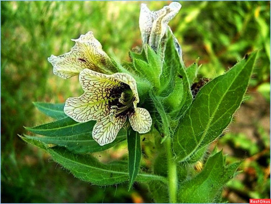 Беляна чёрная