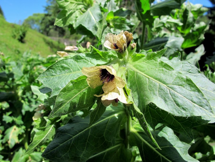 Белена черная ядовитое растение