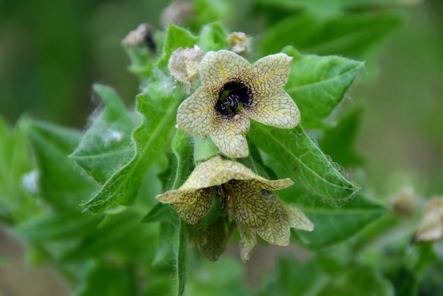 Белена (Hyoscyamus)