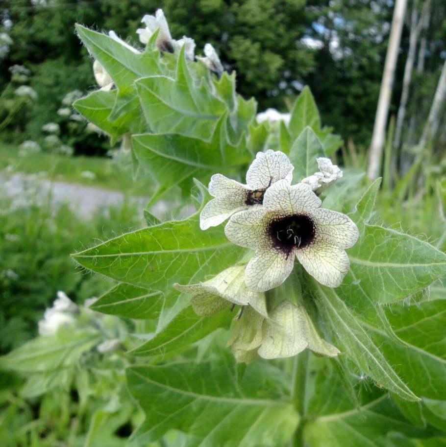 Белена (Hyoscyamus)