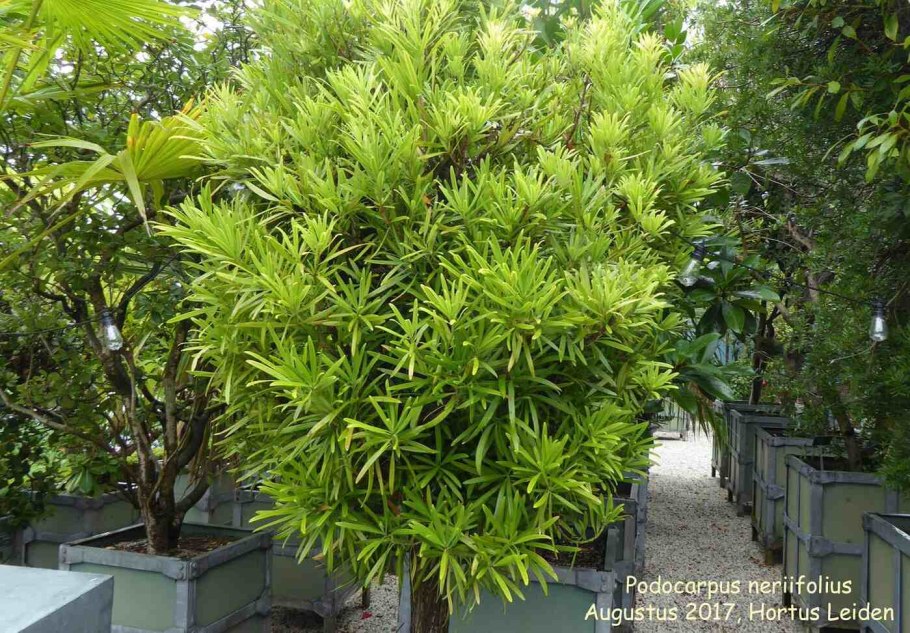 Podocarpus neriifolius