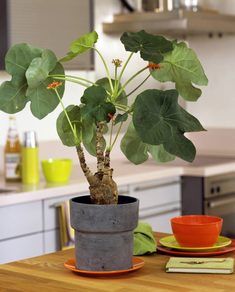 Ятрофа подагрика