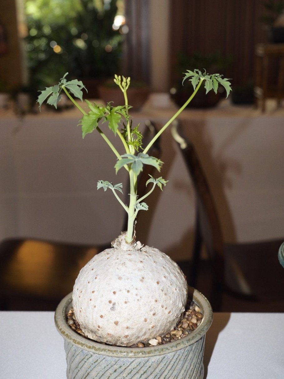 Ятрофа подагрическая оранжевая