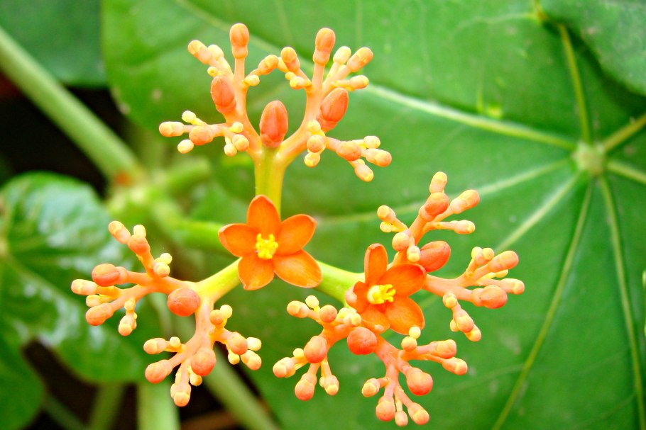 Ятрофа мультифлора