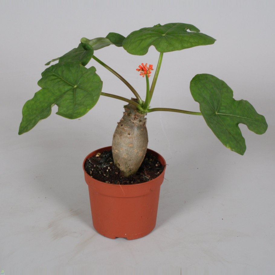 Ятрофа Берландиери