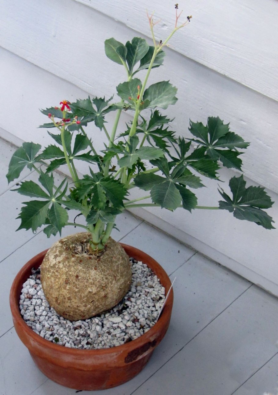 Фикус ятрофа