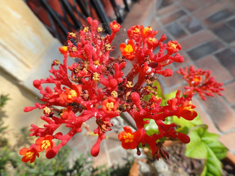 Ятрофа рассеченная