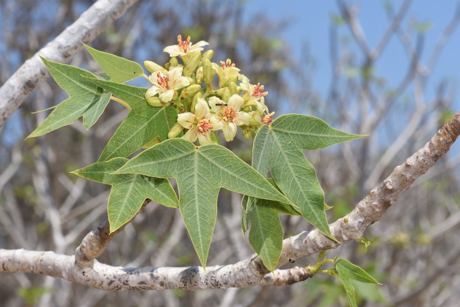 Ятрофа рассеченная / Jatropha multifida