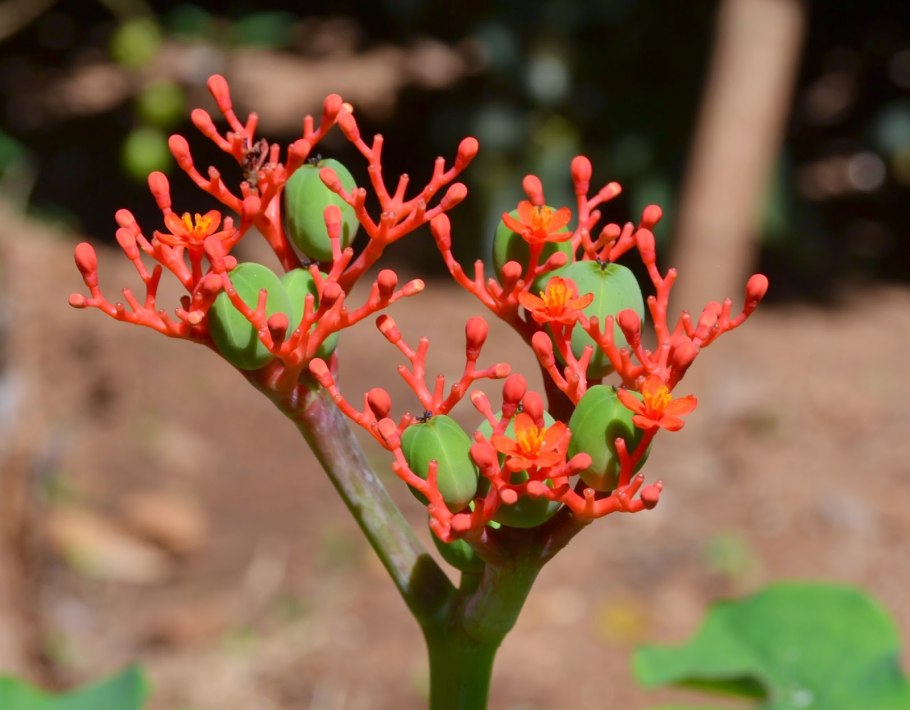 Ятрофа рассеченная / Jatropha multifida